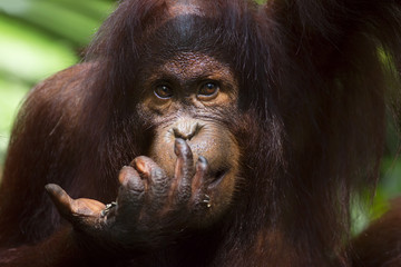 Borneo Orangutan