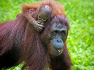 Fototapeta premium Borneo Orangutan