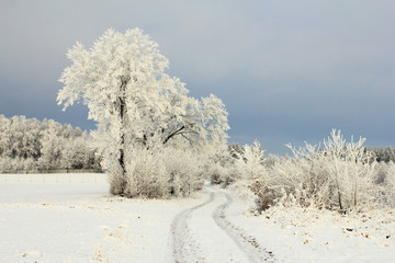 Winter landscape with frosty trees and rural road