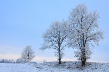 Cold frosty landscape in winter with single trees at the road