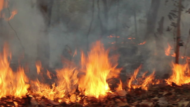 wildfire in mountain of thailand(pan shot)