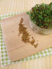 Alfalfa Keimsaat und Sprossen