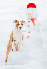 American staffordshire terrier puppy with a snowman