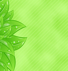 Fototapeta na wymiar Ecology background with eco green leaves