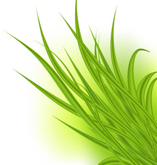 Fototapeta premium Green grass isolated on white background