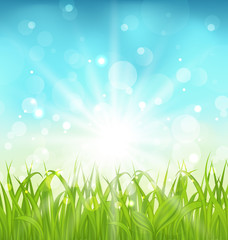 Fototapeta premium Spring nature background with grass