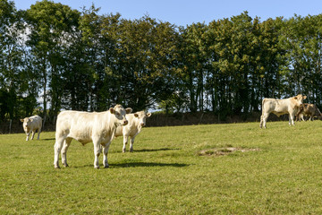 Fototapeta na wymiar group of cows pasturing in Devon countryside near North Bovey