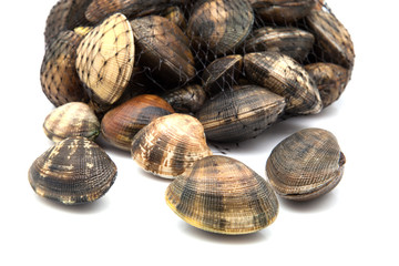 grupo de almejas frescas