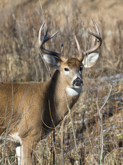 Whitetail Deer