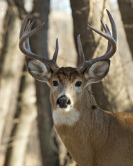 Whitetail Deer © Steve Oehlenschlager