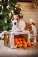 Jack Russell dog at the Christmas and New Year