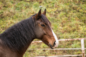 Portrait of nice horse