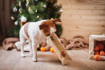 Jack Russell dog at the Christmas and New Year