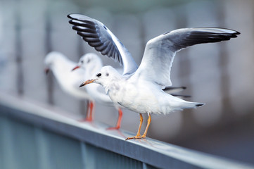 カモメ