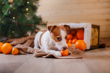 Jack Russell dog at the Christmas and New Year