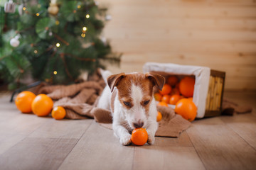 Jack Russell dog at the Christmas and New Year