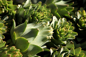 Greek Artichokes for sale
