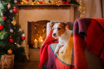 Jack Russell dog at the Christmas and New Year
