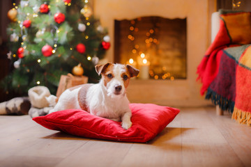 Jack Russell dog at the Christmas and New Year