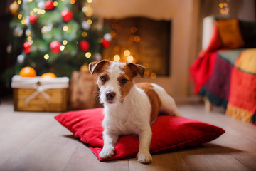 Jack Russell dog at the Christmas and New Year