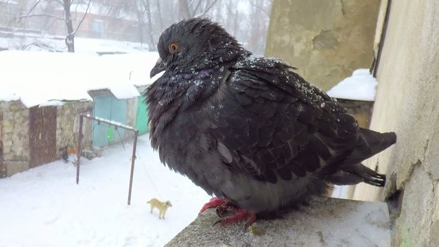 pigeon near a house window