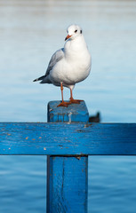 a seagull