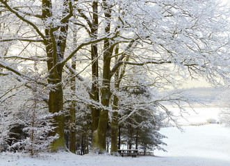 Zimowy Park © Wojciech Lisiński