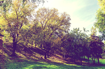 Obraz na płótnie Canvas Retro Photo Of Autumn Forest Golden Tree Leaves