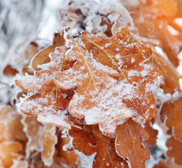 Dry oak leaves with frost