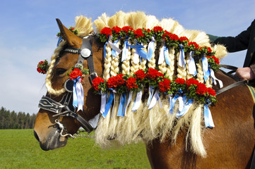 Pferd mit Schmuck der Mähne in Bayern