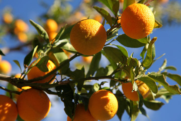Christmas Orange harvest © David Woolfenden