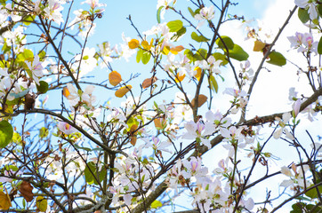 Bauhinia variegata flower on Blue Sky Background