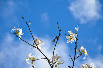 Bauhinia variegata flower on Blue Sky Background