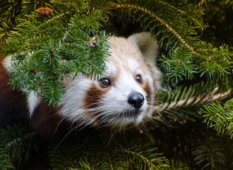 Panda rosso