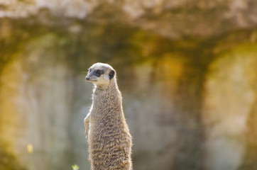 Animal Sunset