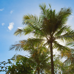 Fototapeta na wymiar sky, palm