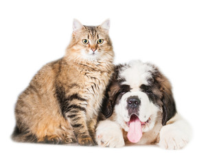 Saint bernard puppy with adult tabby cat