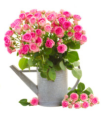 heap of fresh pink roses