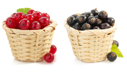 red and black currants berry