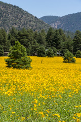 Colorful Farming field in Flagstaff