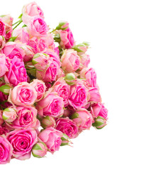 heap of fresh pink roses