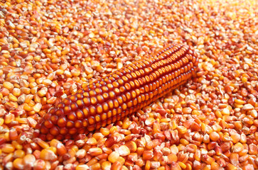 Dry Maize ear sitting in pile of corn grains