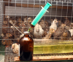 Antibiotic syringe near small quail cage in partridge farm