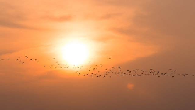 a flock of birds at sunset