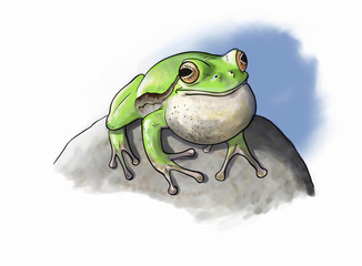 Fototapeta premium Tree Frog vocal pouche