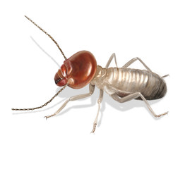 termite