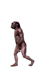 Obraz premium Australopithecus illustration