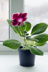 gloxinia in pot