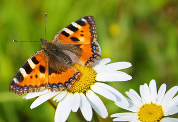 Small Tortoiseshell butterfly on camomile 