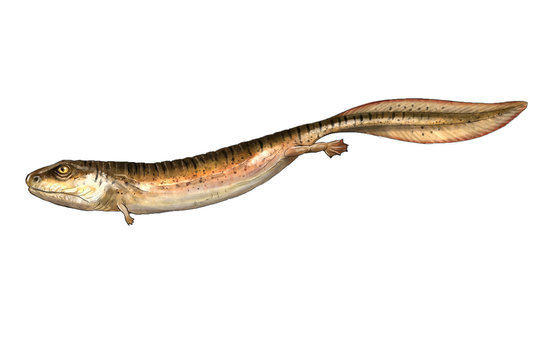 Crassigyrinus carboniferous